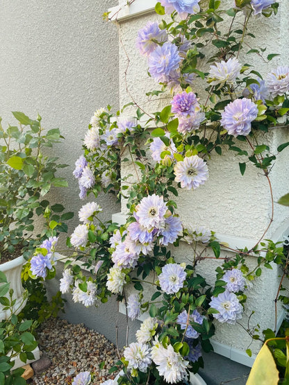 Clematis 'Ruriokoshi' ルリオコシ