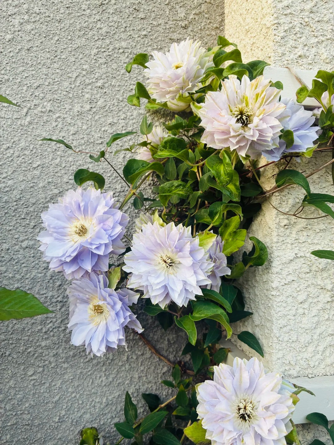 Clematis 'Ruriokoshi' ルリオコシ