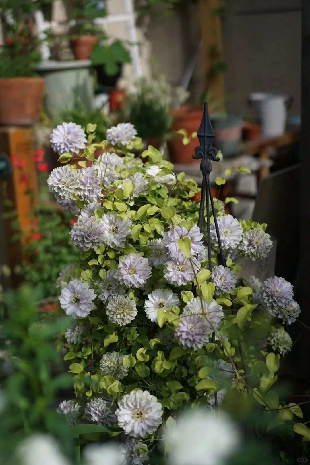 Clematis 'Ruriokoshi' ルリオコシ