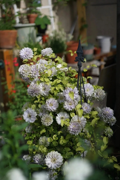 Clematis 'Ruriokoshi' ルリオコシ