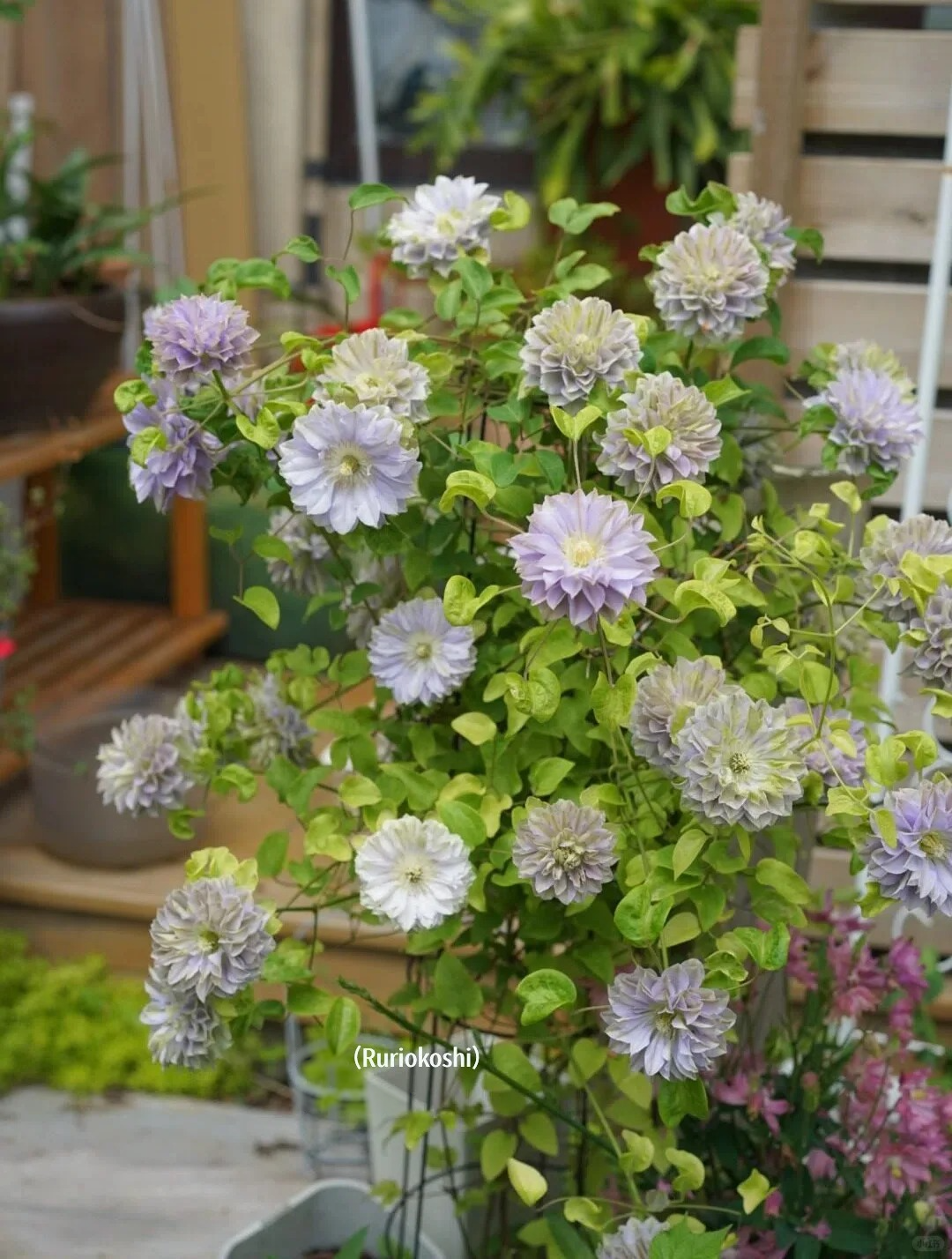 Clematis 'Ruriokoshi' ルリオコシ