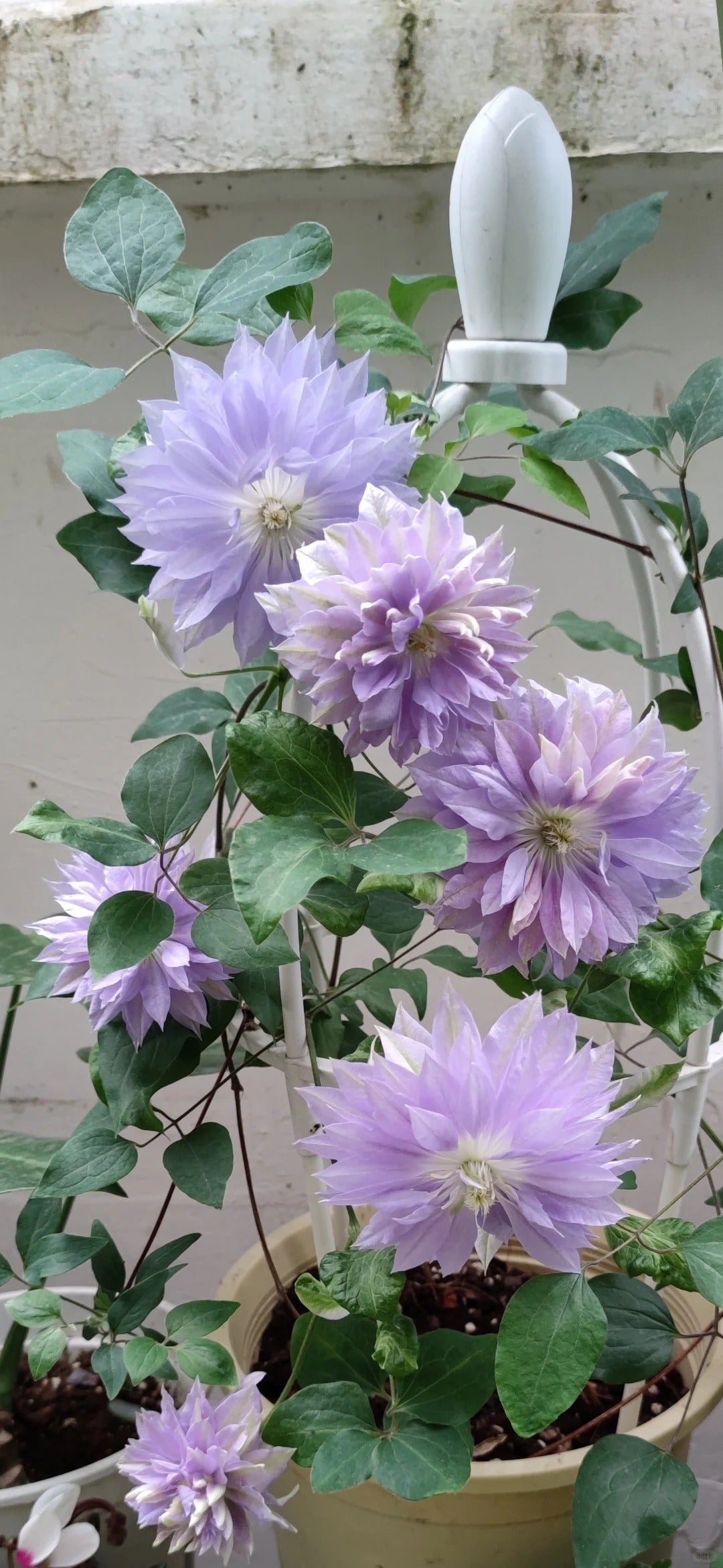 Clematis 'Ruriokoshi' ルリオコシ