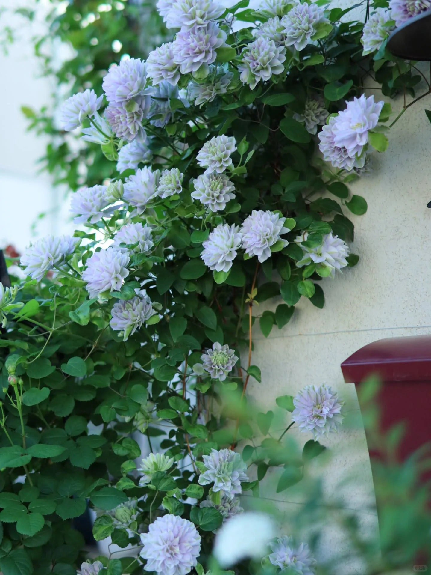 Clematis 'Ruriokoshi' ルリオコシ