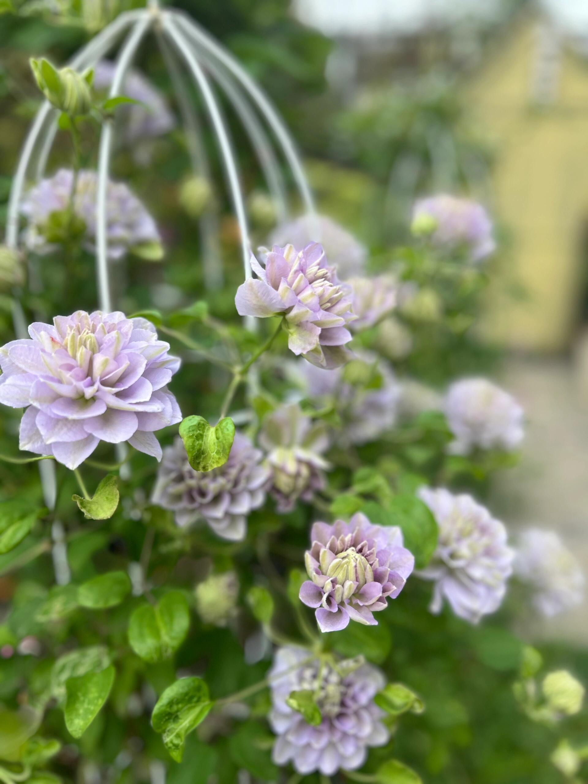 Clematis 'Ruriokoshi' - Live Plant Double Blue Japanese Clematis