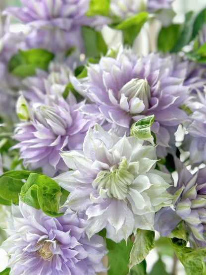 Clematis 'Ruriokoshi' ルリオコシ