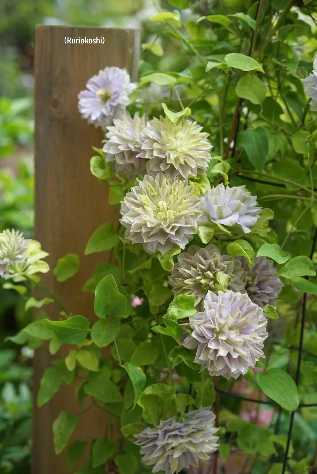 Clematis 'Ruriokoshi' ルリオコシ