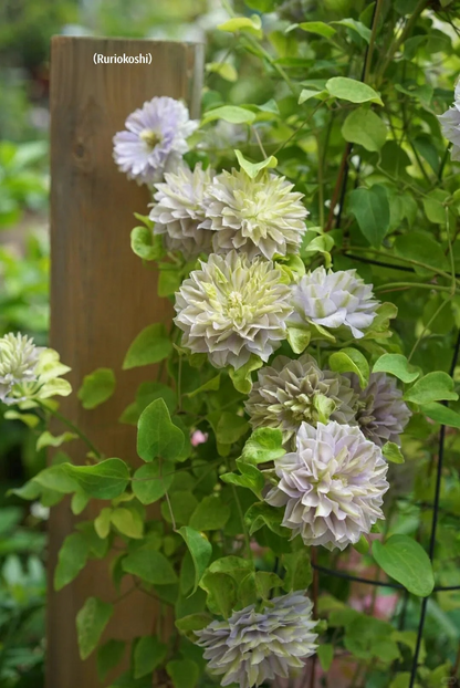Clematis 'Ruriokoshi' ルリオコシ