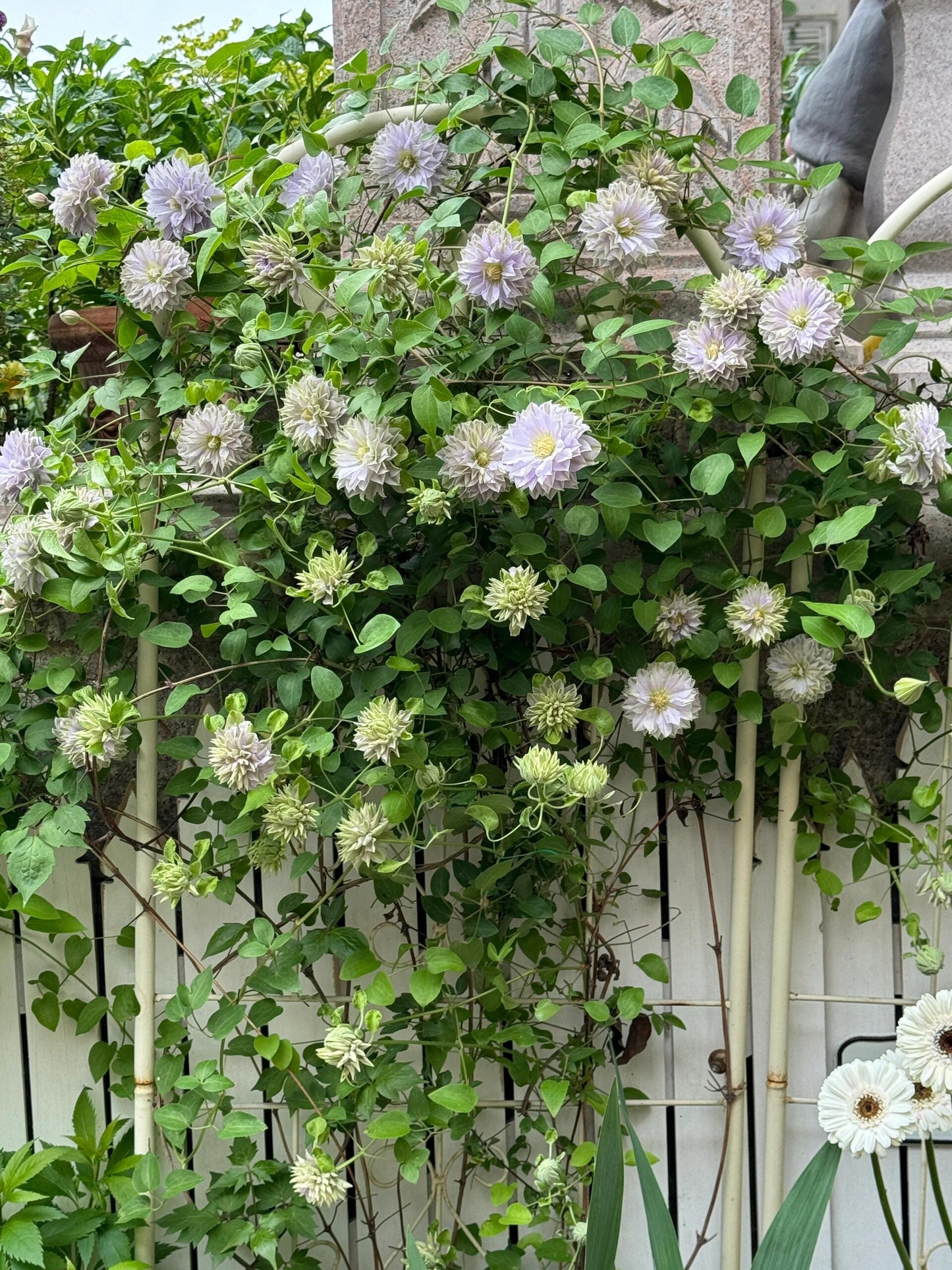 Clematis 'Ruriokoshi' ルリオコシ