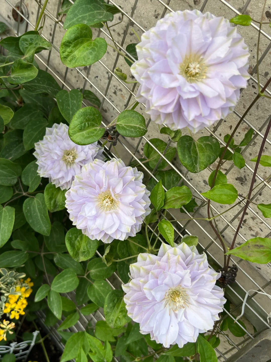 Clematis 'Ruriokoshi' ルリオコシ
