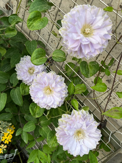 Clematis 'Ruriokoshi' ルリオコシ