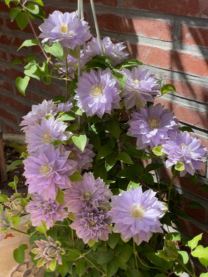 Clematis 'Ruriokoshi' ルリオコシ
