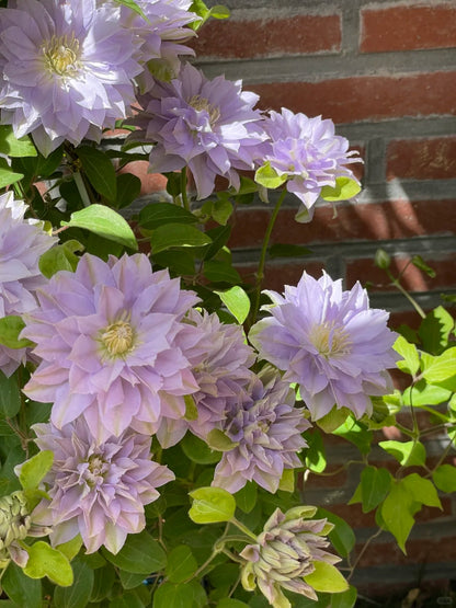 Clematis 'Ruriokoshi' ルリオコシ
