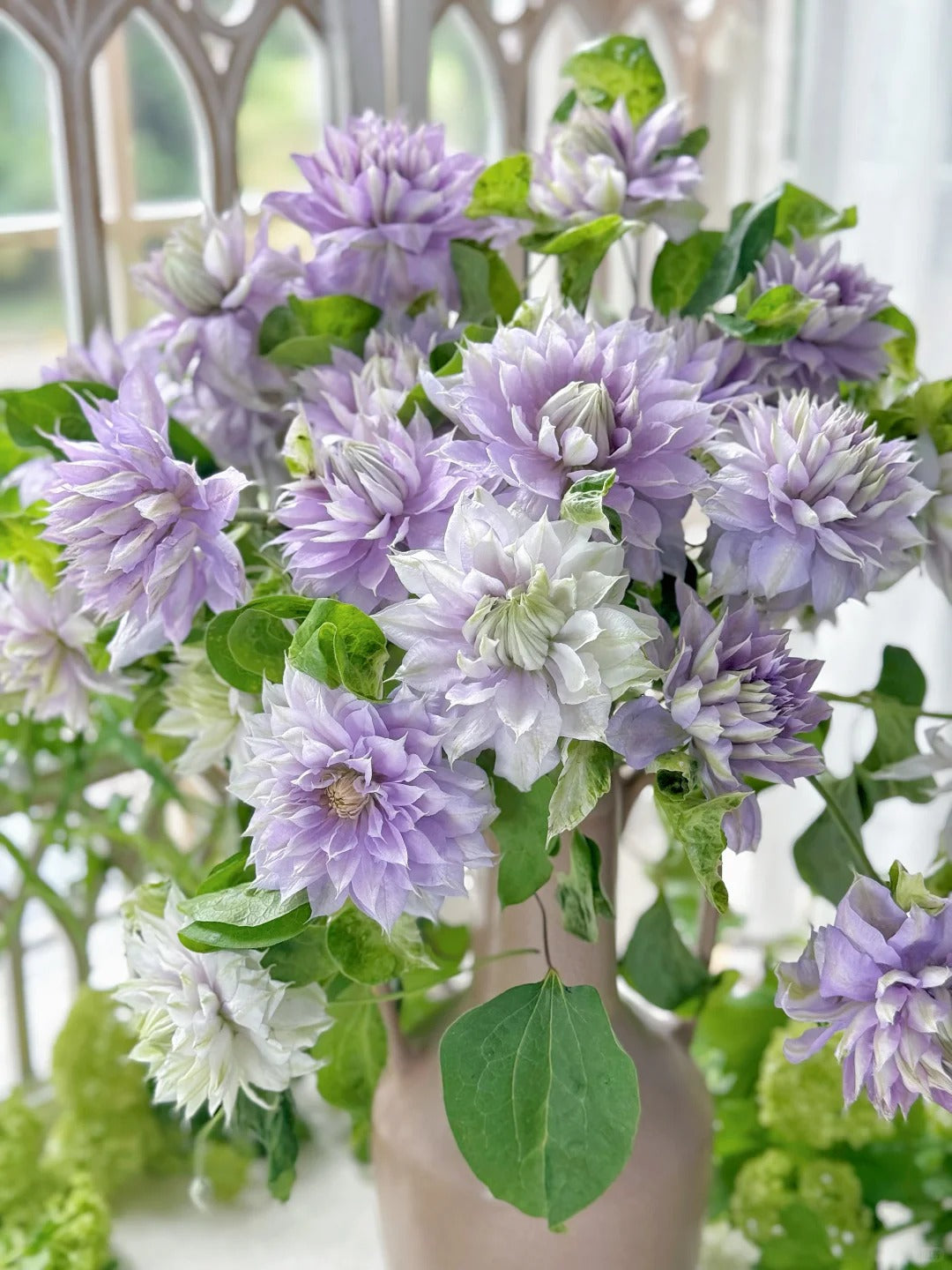 Clematis 'Ruriokoshi' ルリオコシ