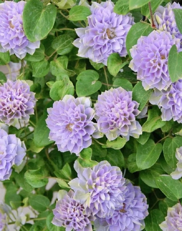 Clematis 'Ruriokoshi' ルリオコシ