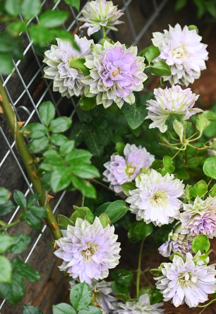 Clematis 'Ruriokoshi' ルリオコシ