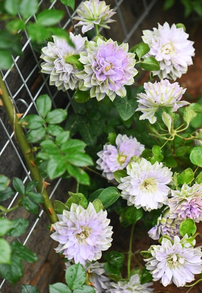 Clematis 'Ruriokoshi' ルリオコシ