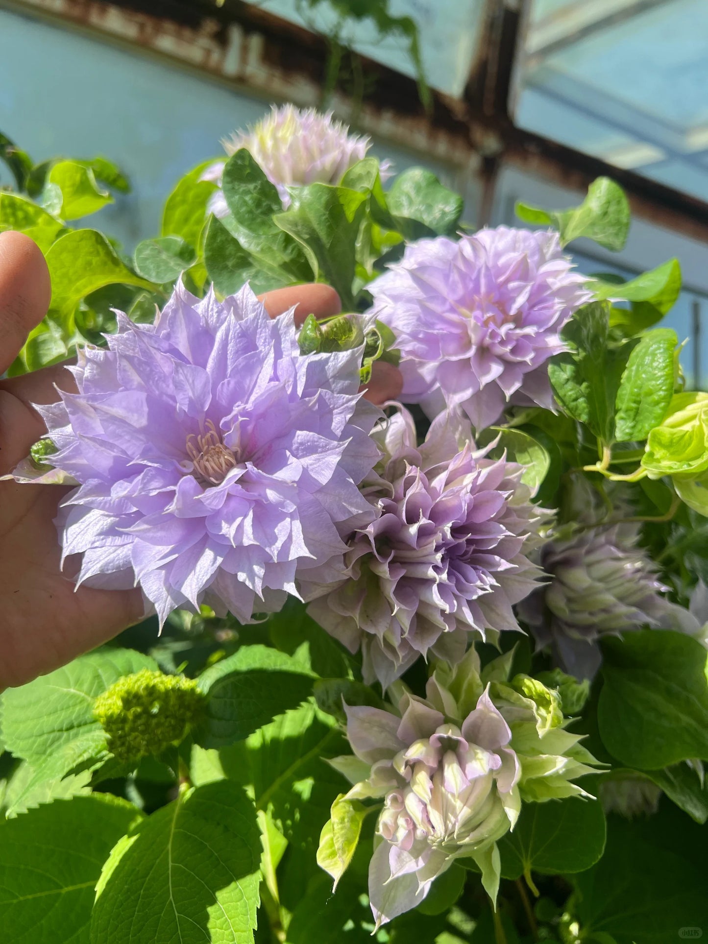 Clematis 'Ruriokoshi' ルリオコシ