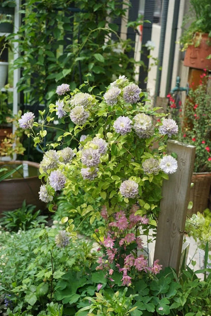 Clematis 'Ruriokoshi' ルリオコシ