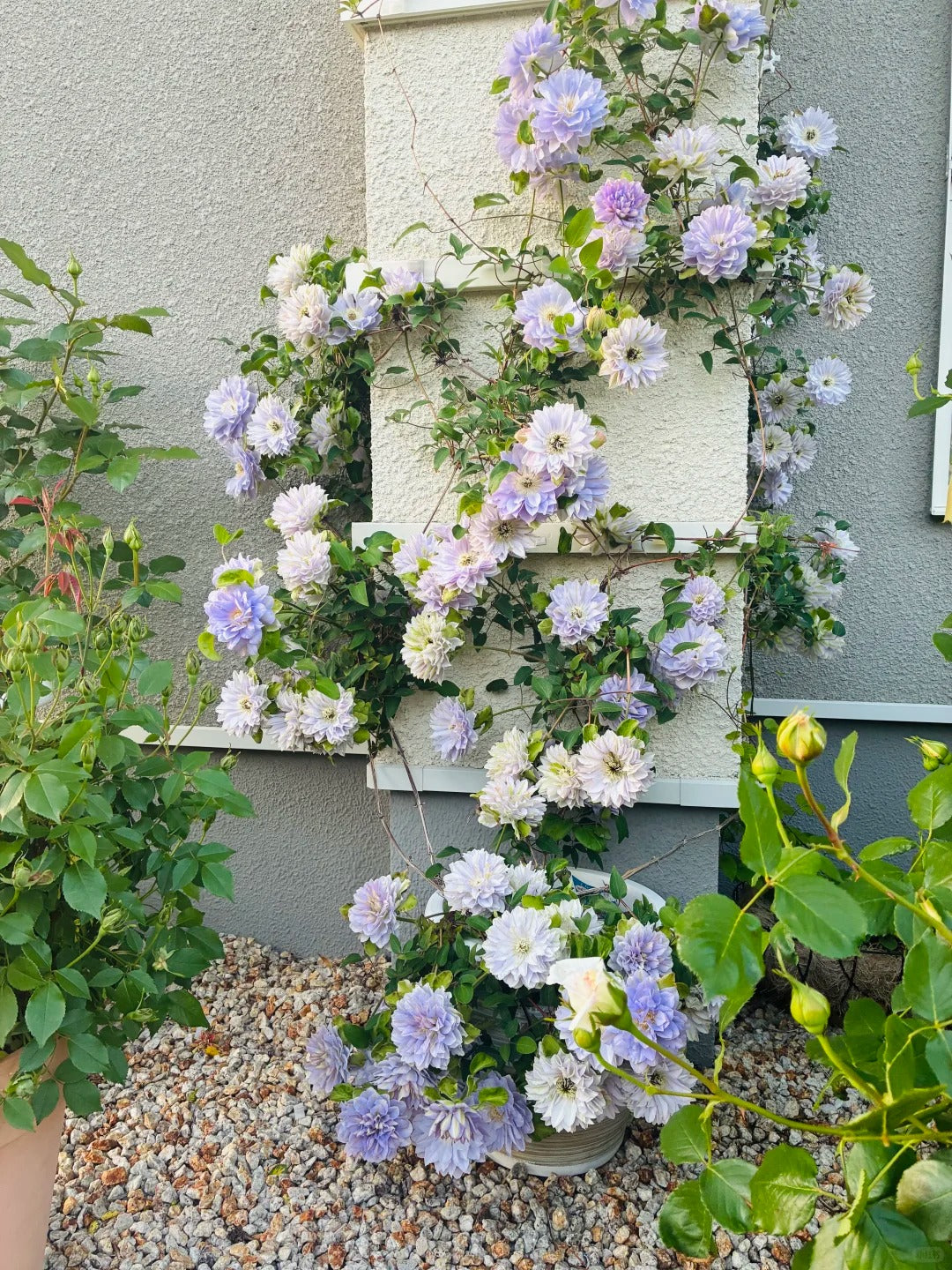 Clematis 'Ruriokoshi' - Live Plant Double Blue Japanese Clematis