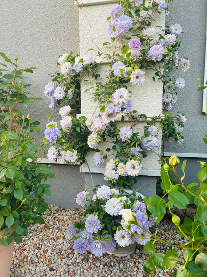 Clematis 'Ruriokoshi' ルリオコシ