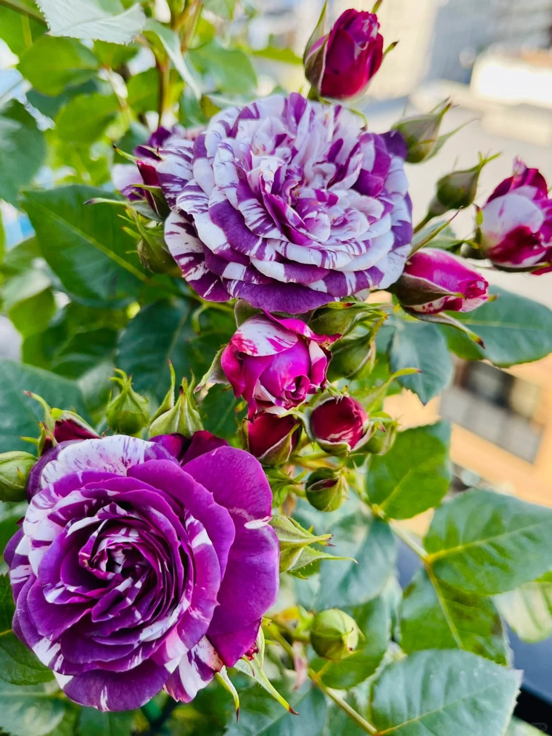 Rose ’ Scented Jewel ’ 芬芳宝石