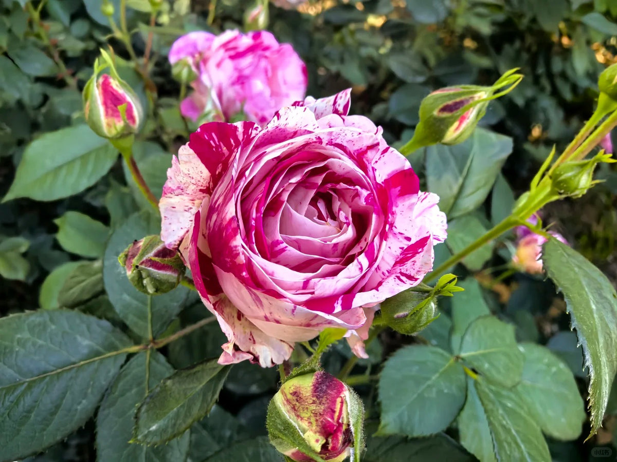 Rose ’ Scented Jewel ’ 芬芳宝石