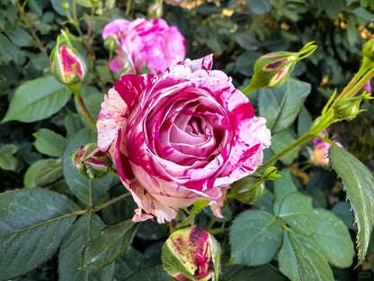 Rose ’ Scented Jewel ’ 芬芳宝石