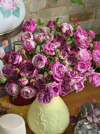 Rose ’ Scented Jewel ’ 芬芳宝石