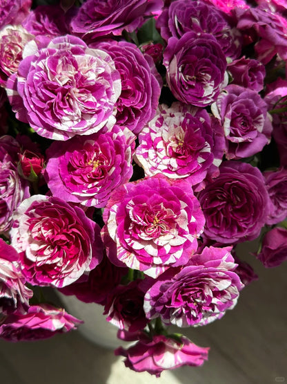 Rose ’ Scented Jewel ’ 芬芳宝石