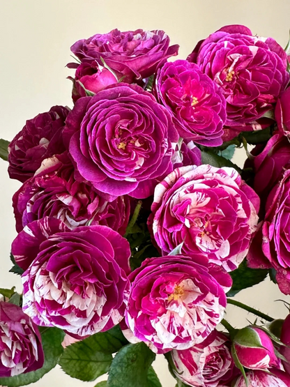 Rose ’ Scented Jewel ’ 芬芳宝石