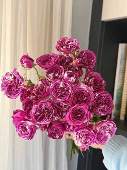 Rose ’ Scented Jewel ’ 芬芳宝石