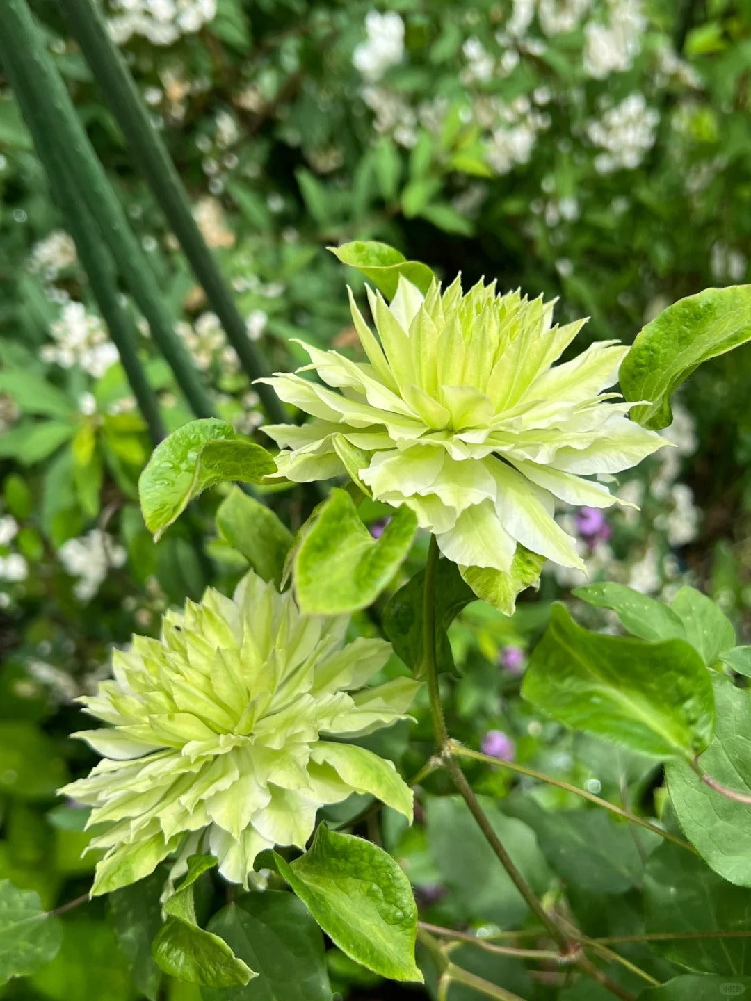 Clematis ‘Sen-No-Kaze’ 千の風 / 风之森林