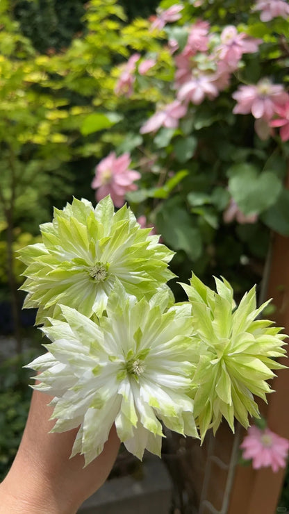 Clematis ‘Sen-No-Kaze’ 千の風 / 风之森林