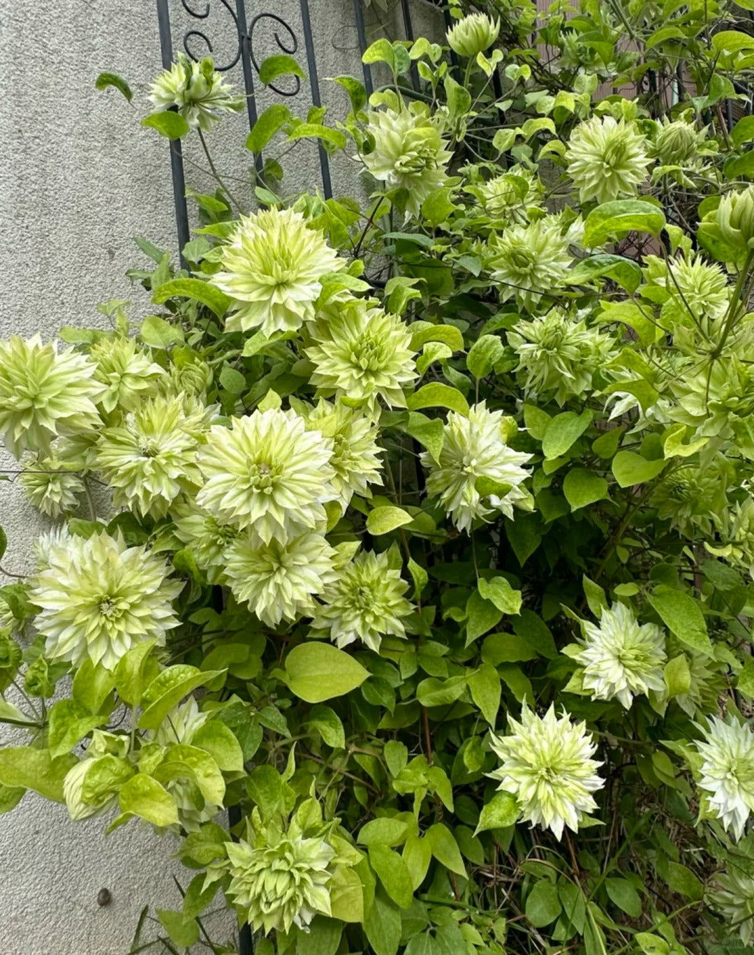 Clematis ‘Sen-No-Kaze’ 千の風 / 风之森林