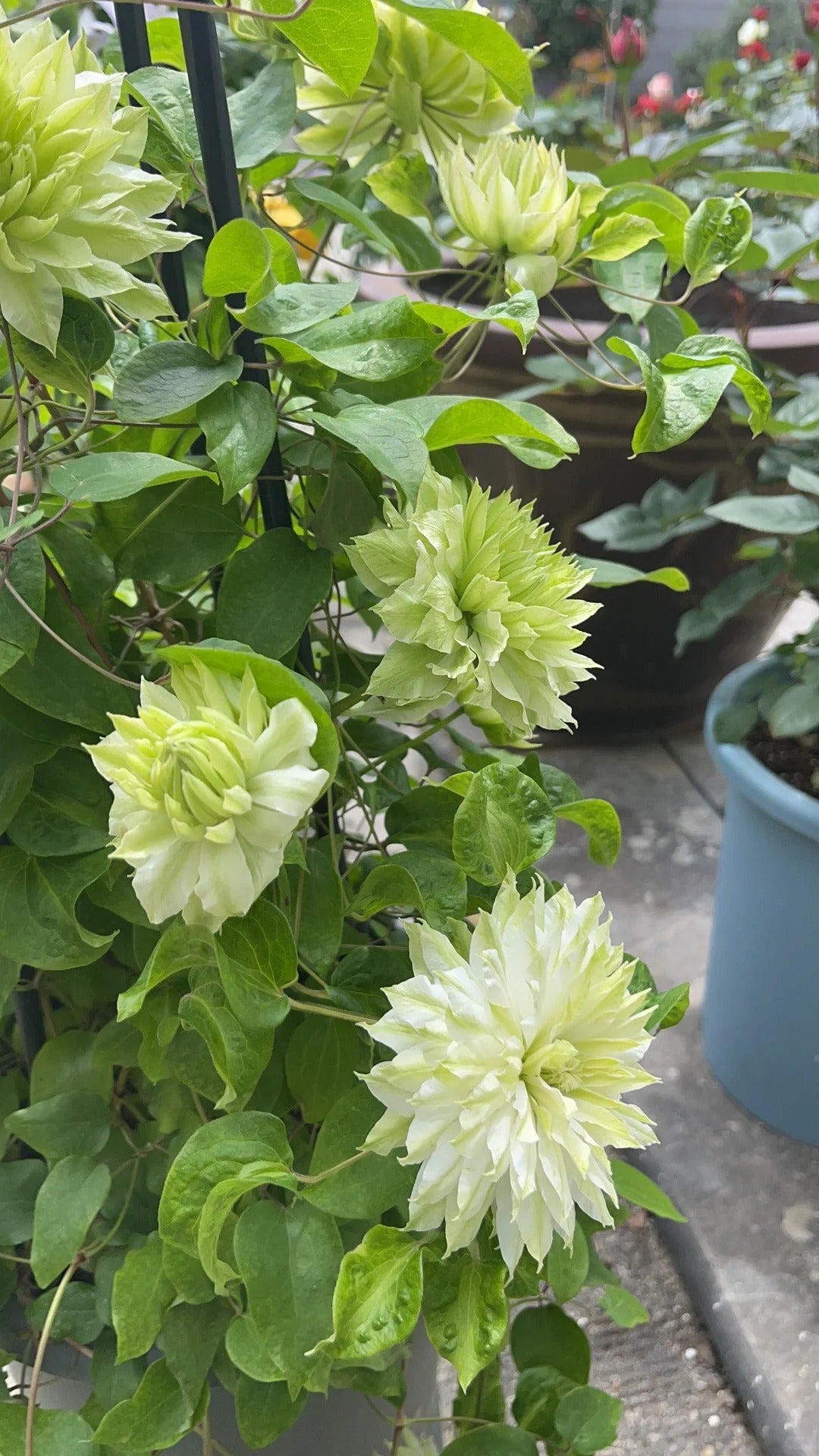 Clematis ‘Sen-No-Kaze’ 千の風 / 风之森林