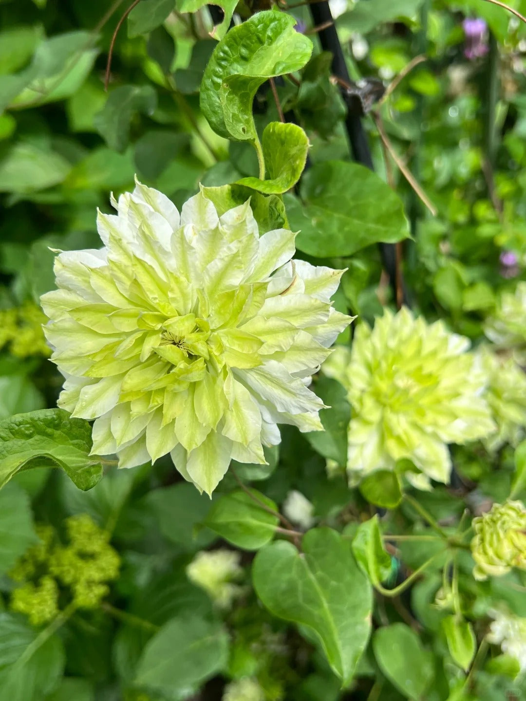 Clematis ‘Sen-No-Kaze’ 千の風 / 风之森林