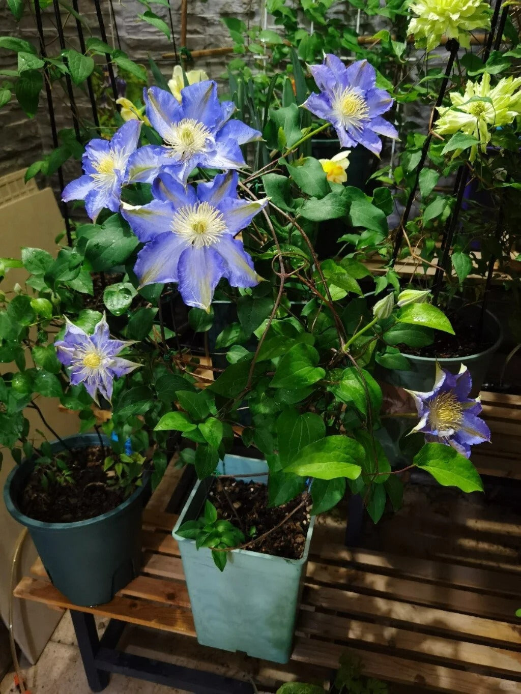 Clematis 'Sleery' 斯丽