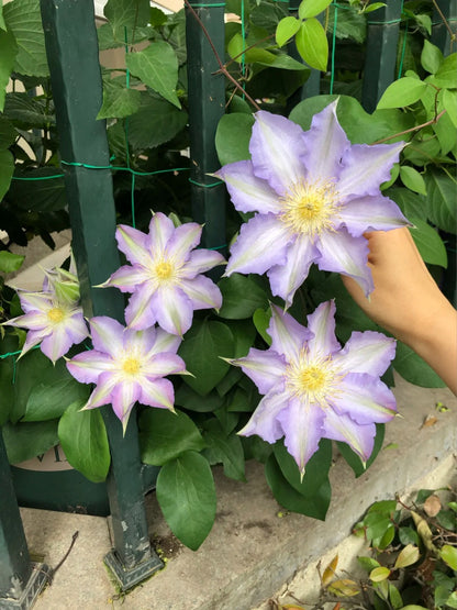 Clematis 'Sleery' 斯丽