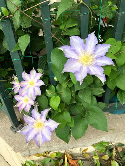 Clematis 'Sleery' 斯丽
