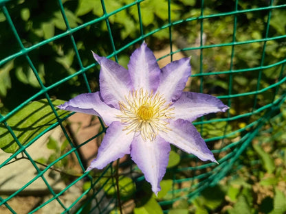 Clematis 'Sleery' 斯丽