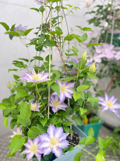Clematis 'Sleery' 斯丽