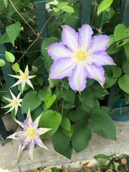 Clematis 'Sleery' 斯丽