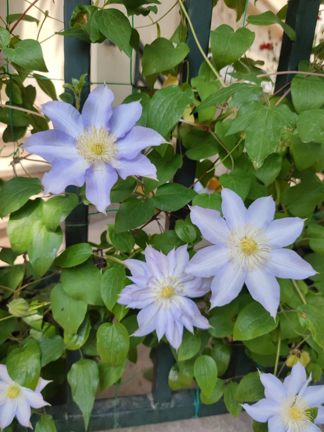 Clematis 'Sleery' 斯丽