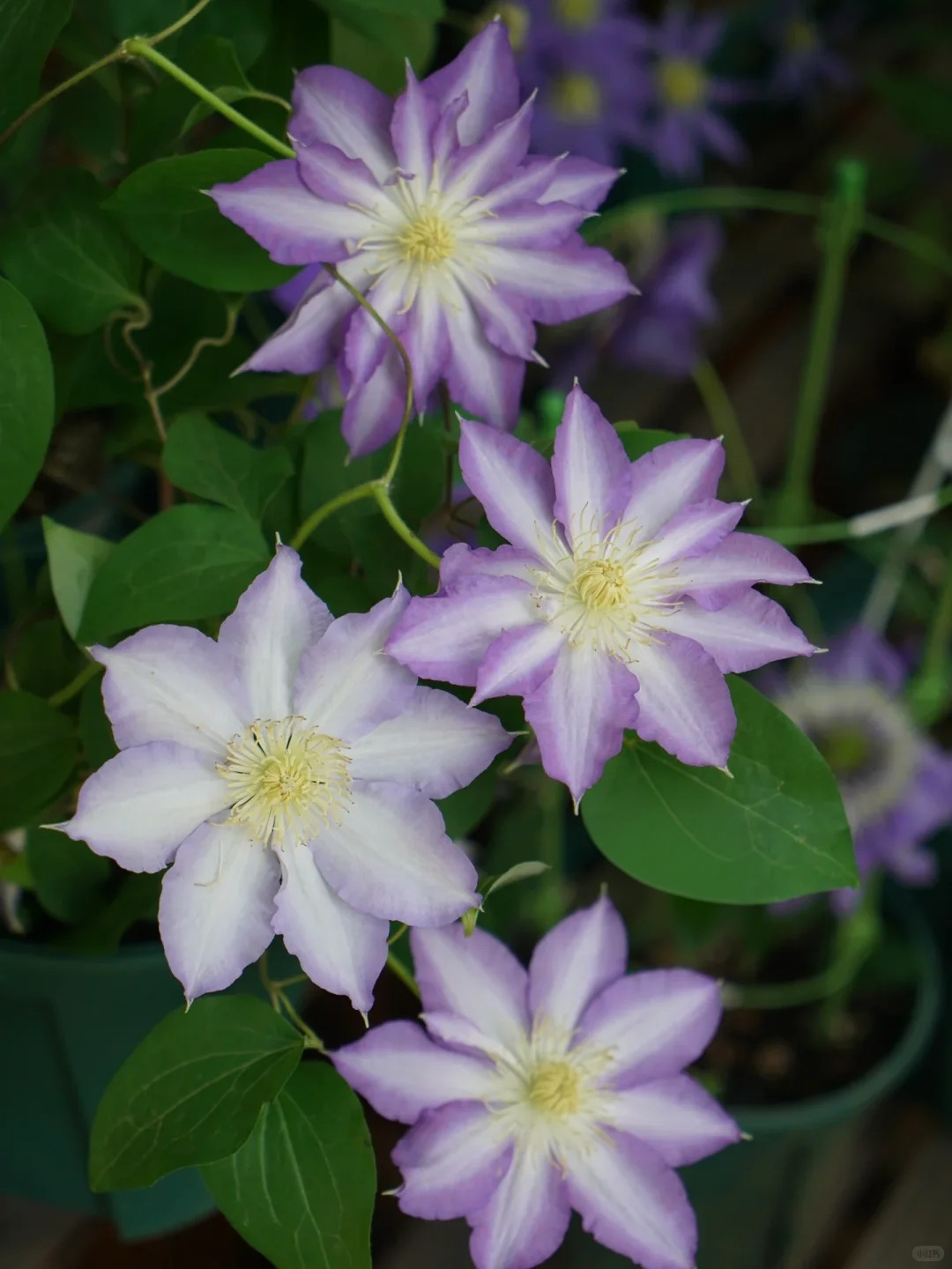 Clematis 'Sleery' 斯丽