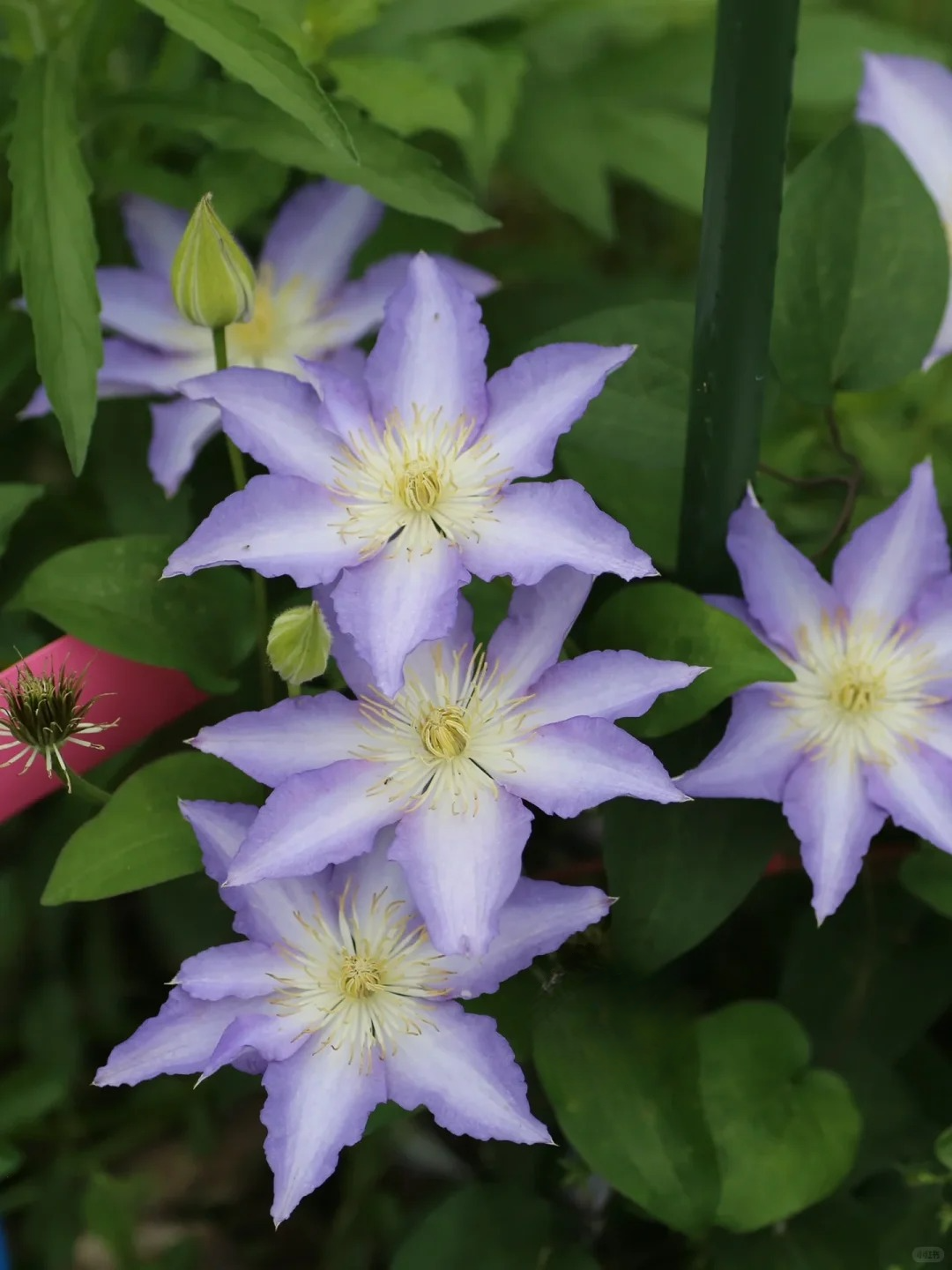 Clematis 'Sleery' 斯丽
