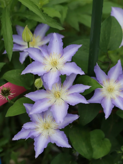 Clematis 'Sleery' 斯丽