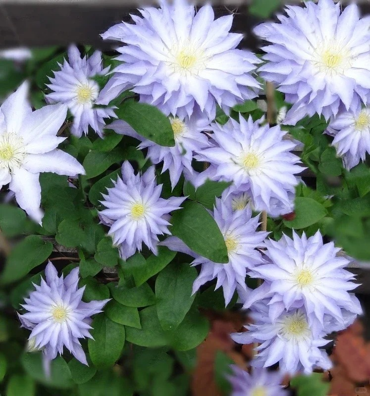 Clematis 'Sleery' 斯丽