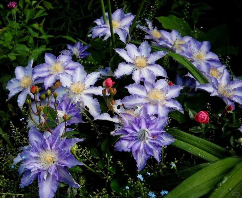 Clematis 'Sleery' 斯丽
