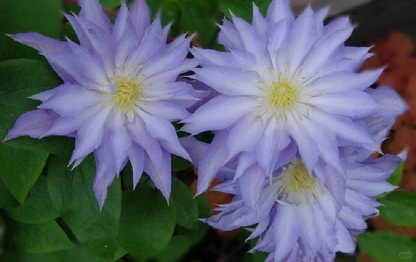 Clematis 'Sleery' 斯丽