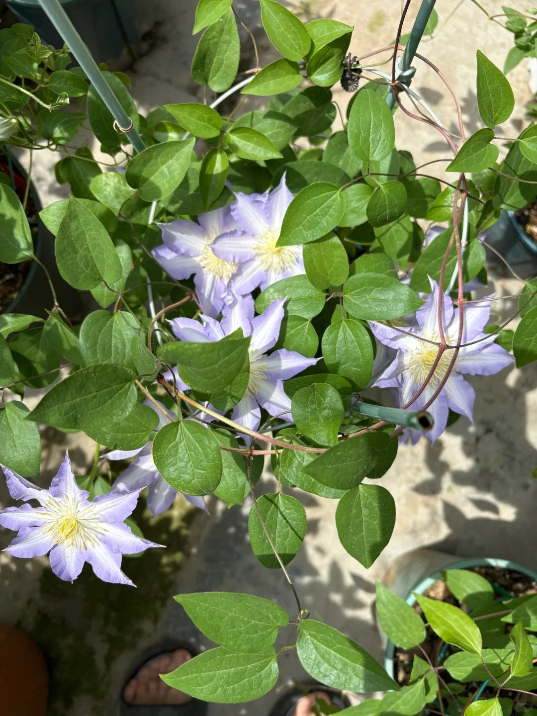 Clematis 'Sleery' 斯丽
